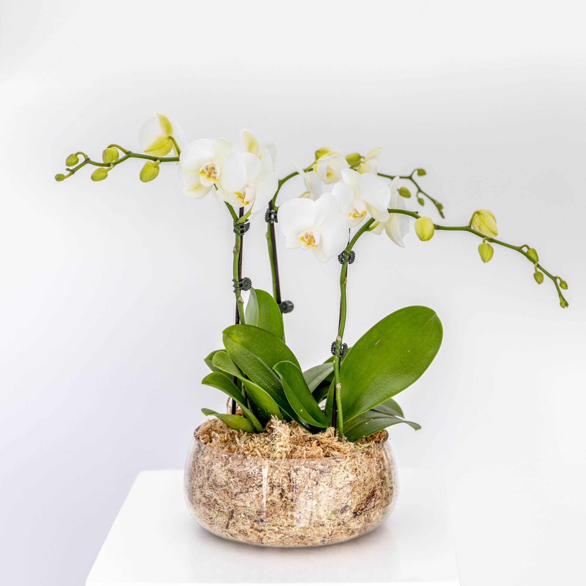 Potted Orchids Botanical Hobart Florist