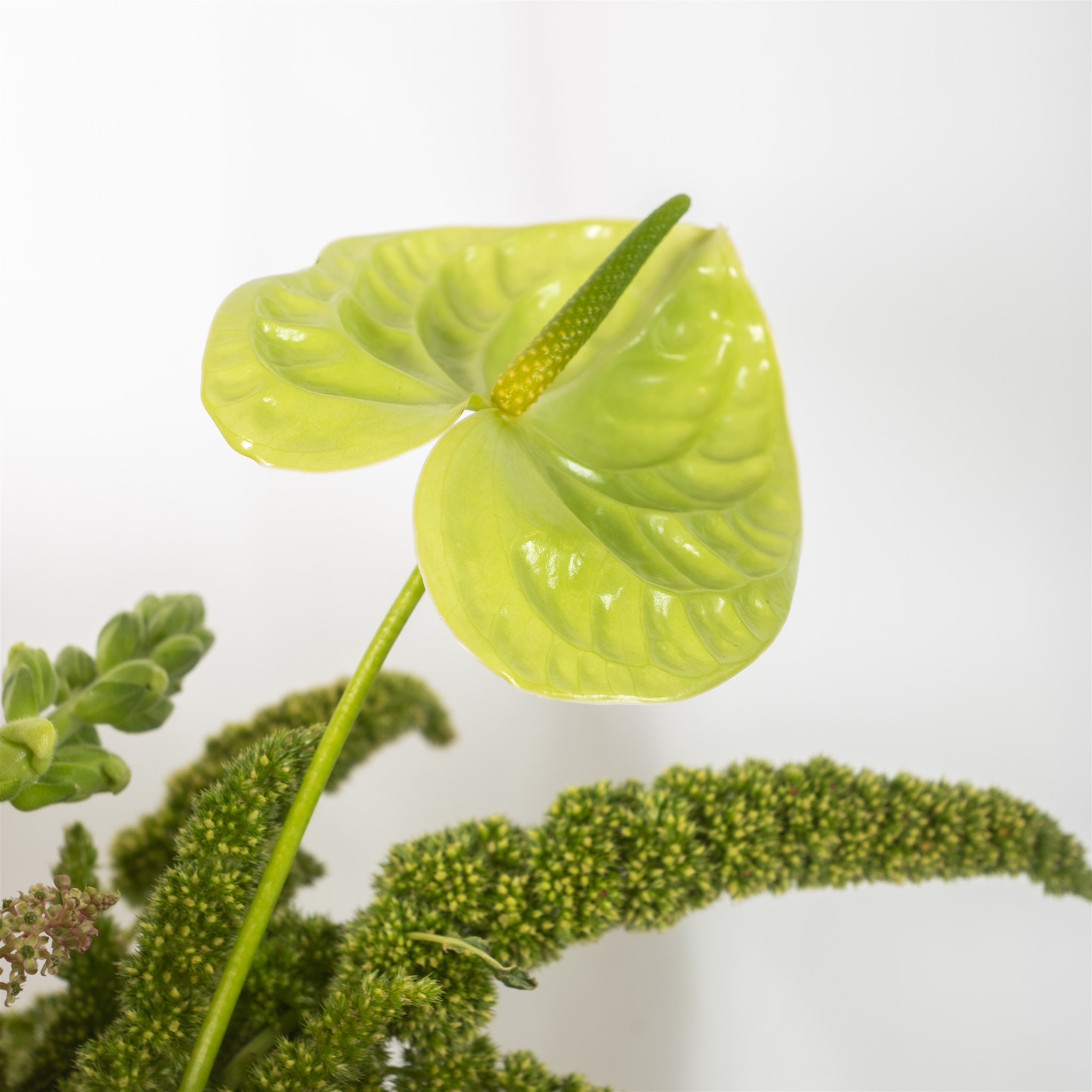 Botanical Kate Sice