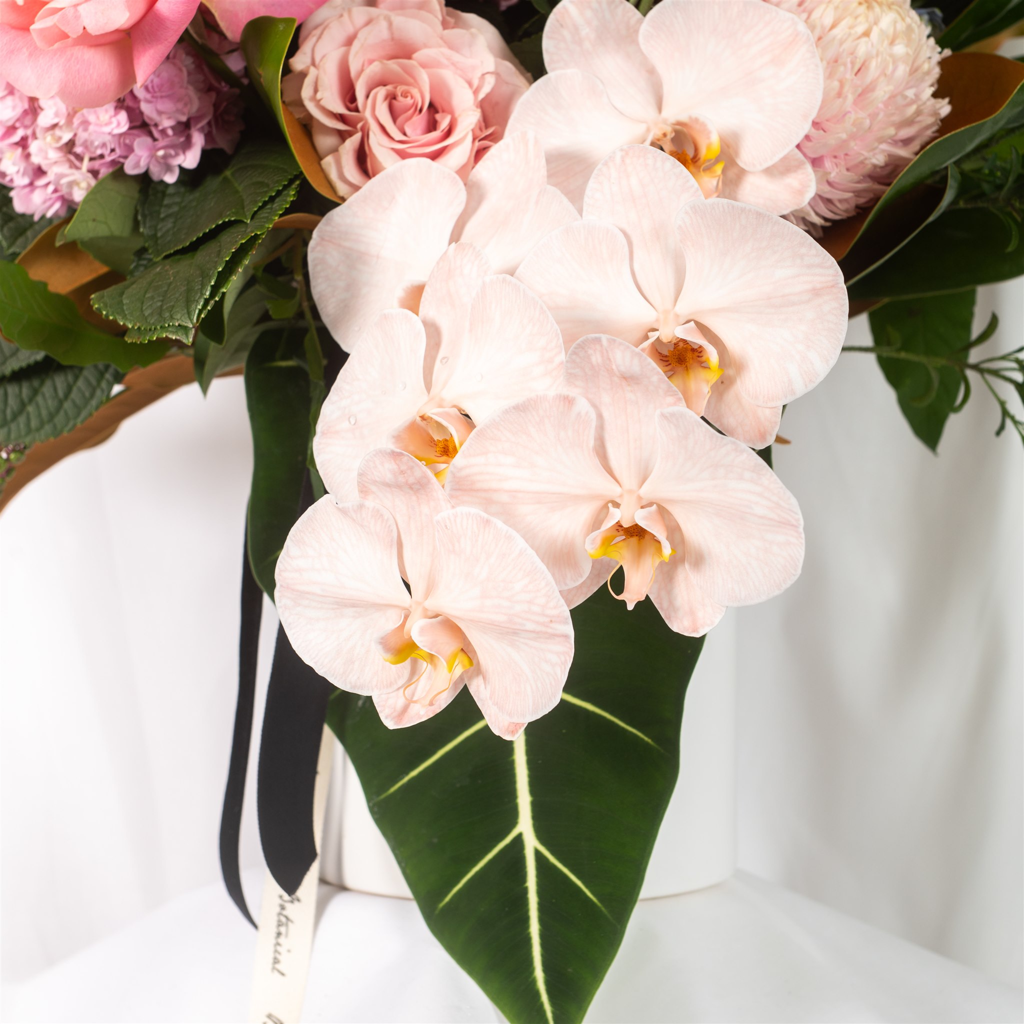Botanical Kate Sice