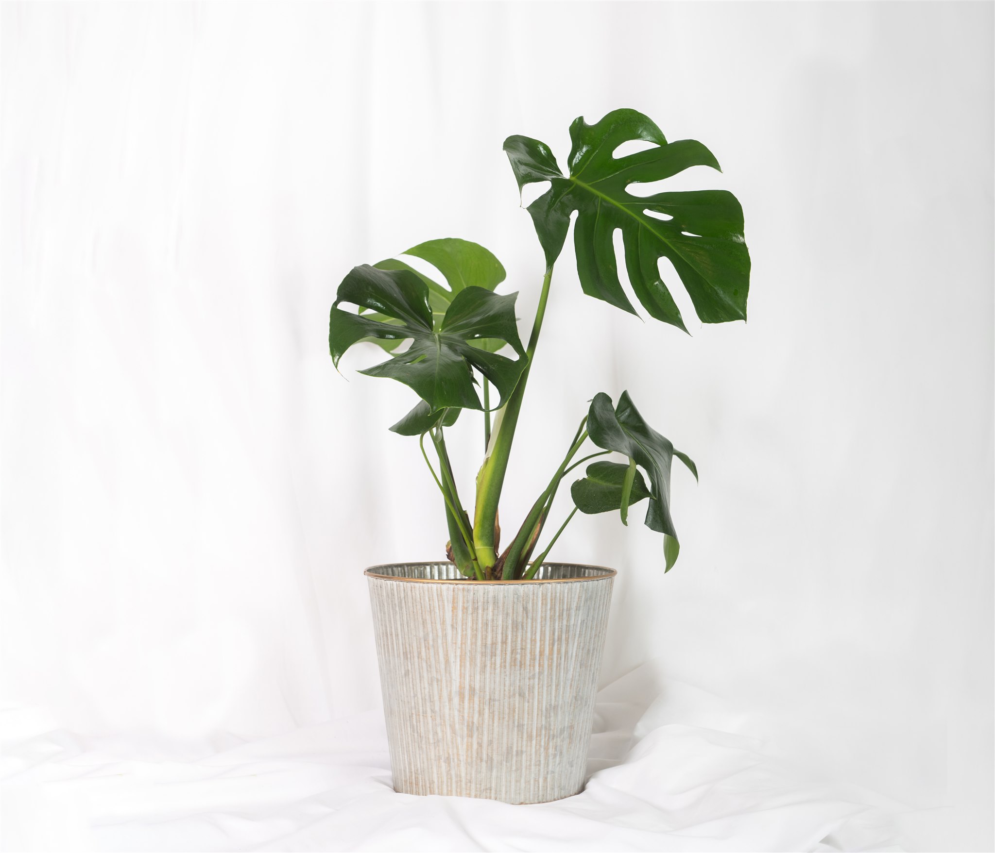 Botanical Kate Sice