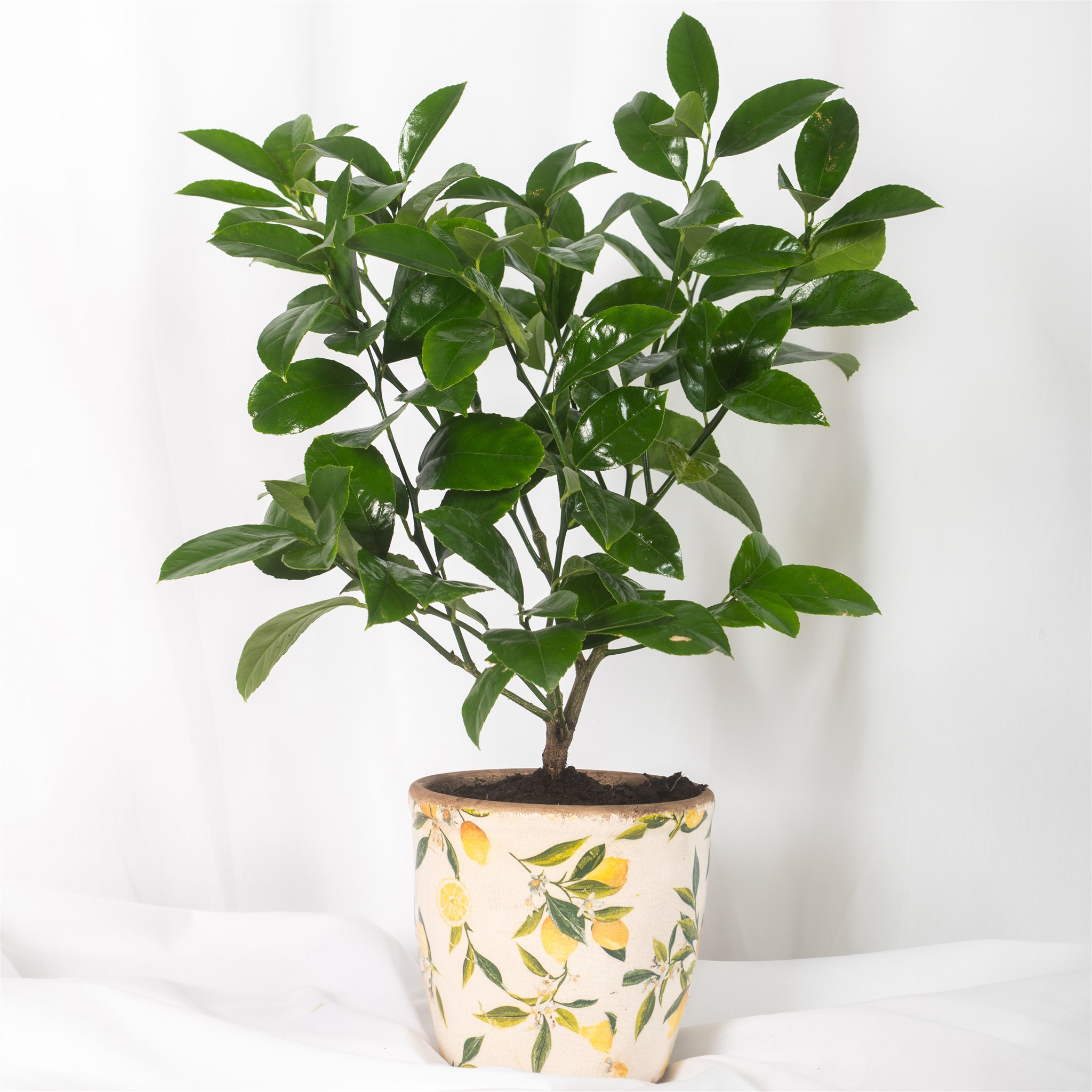 Botanical Kate Sice