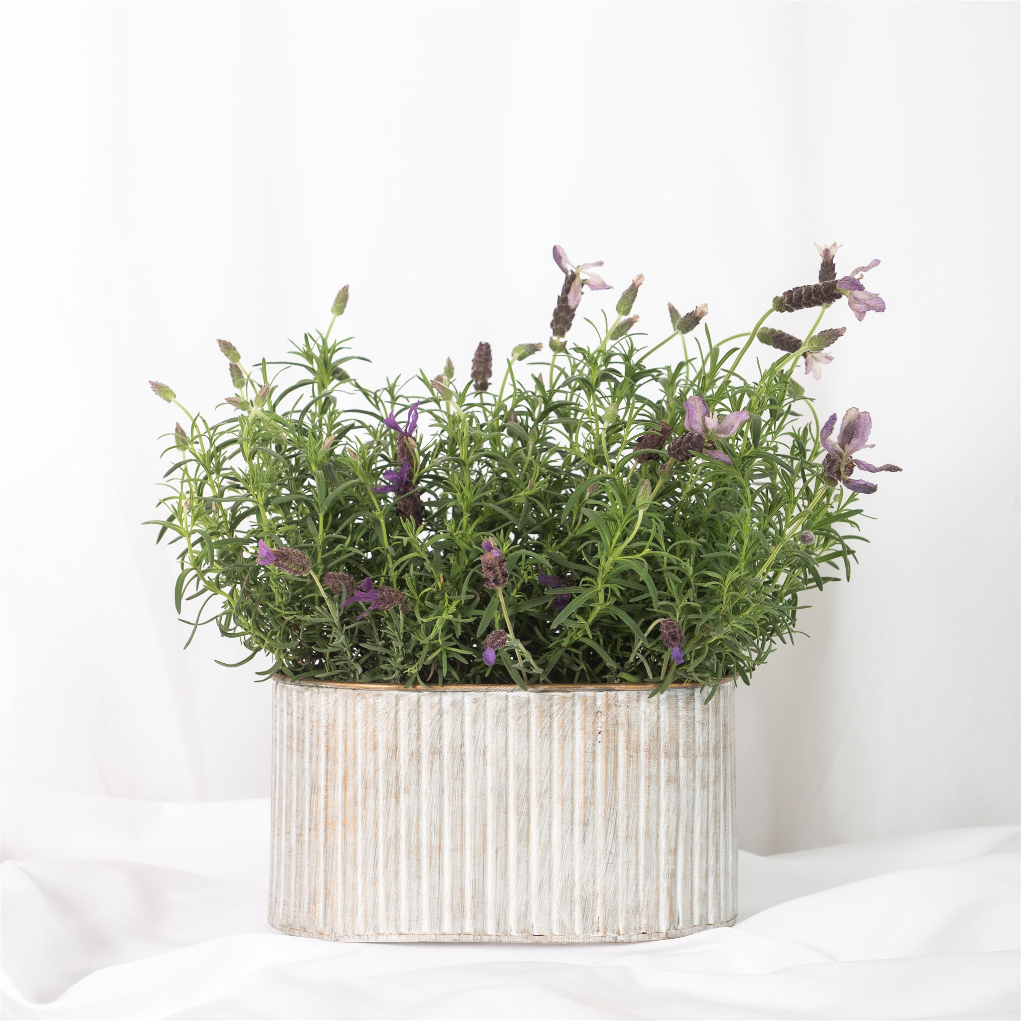 Botanical Kate Sice