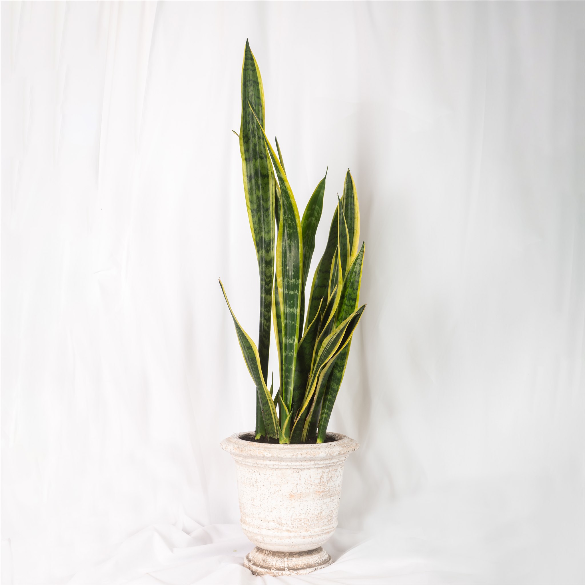 Botanical Kate Sice