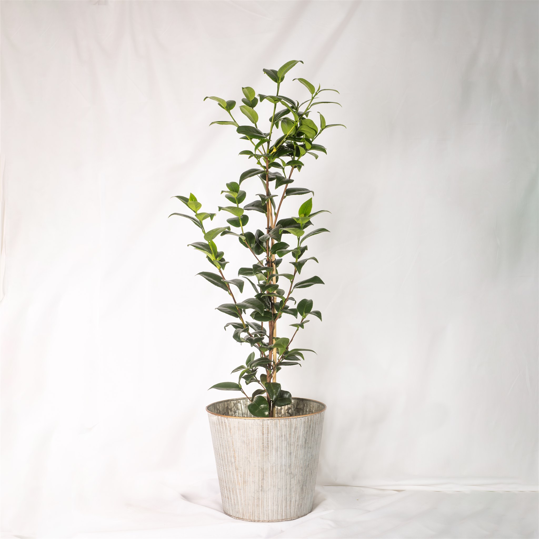 Botanical Kate Sice