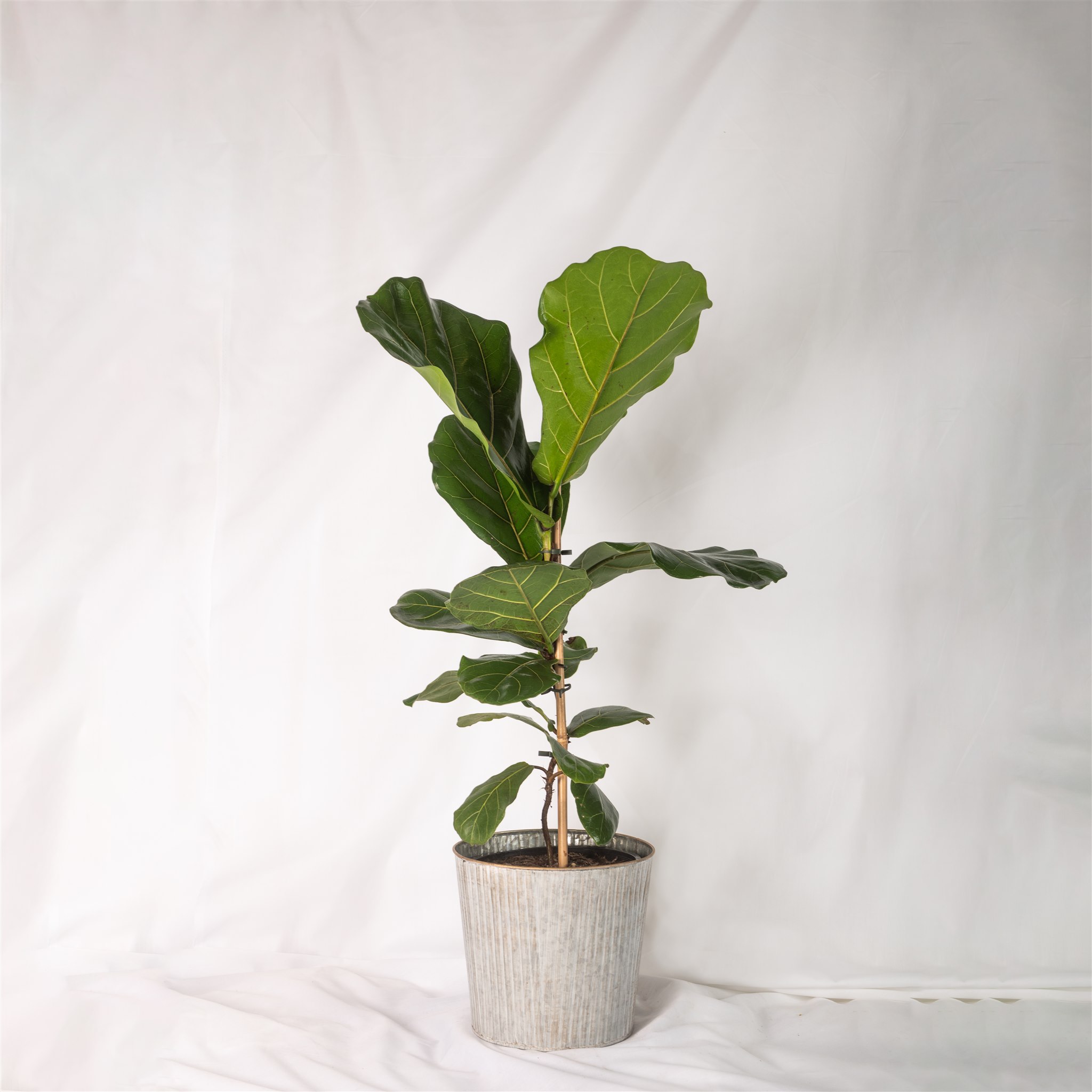 Botanical Kate Sice