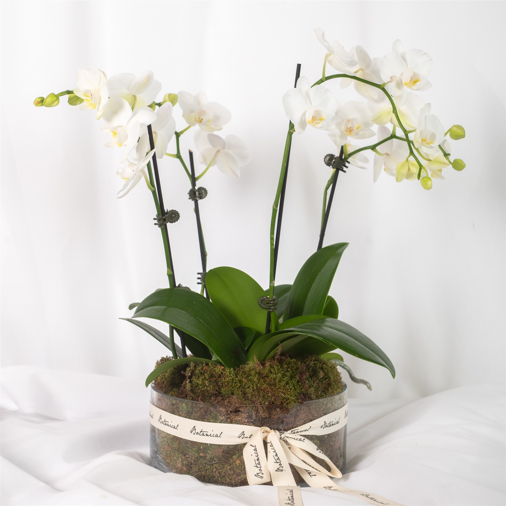 Botanical Kate Sice