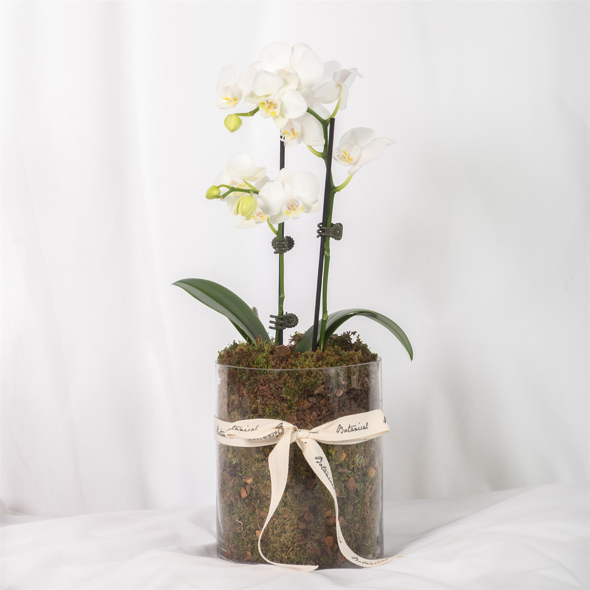 Botanical Kate Sice