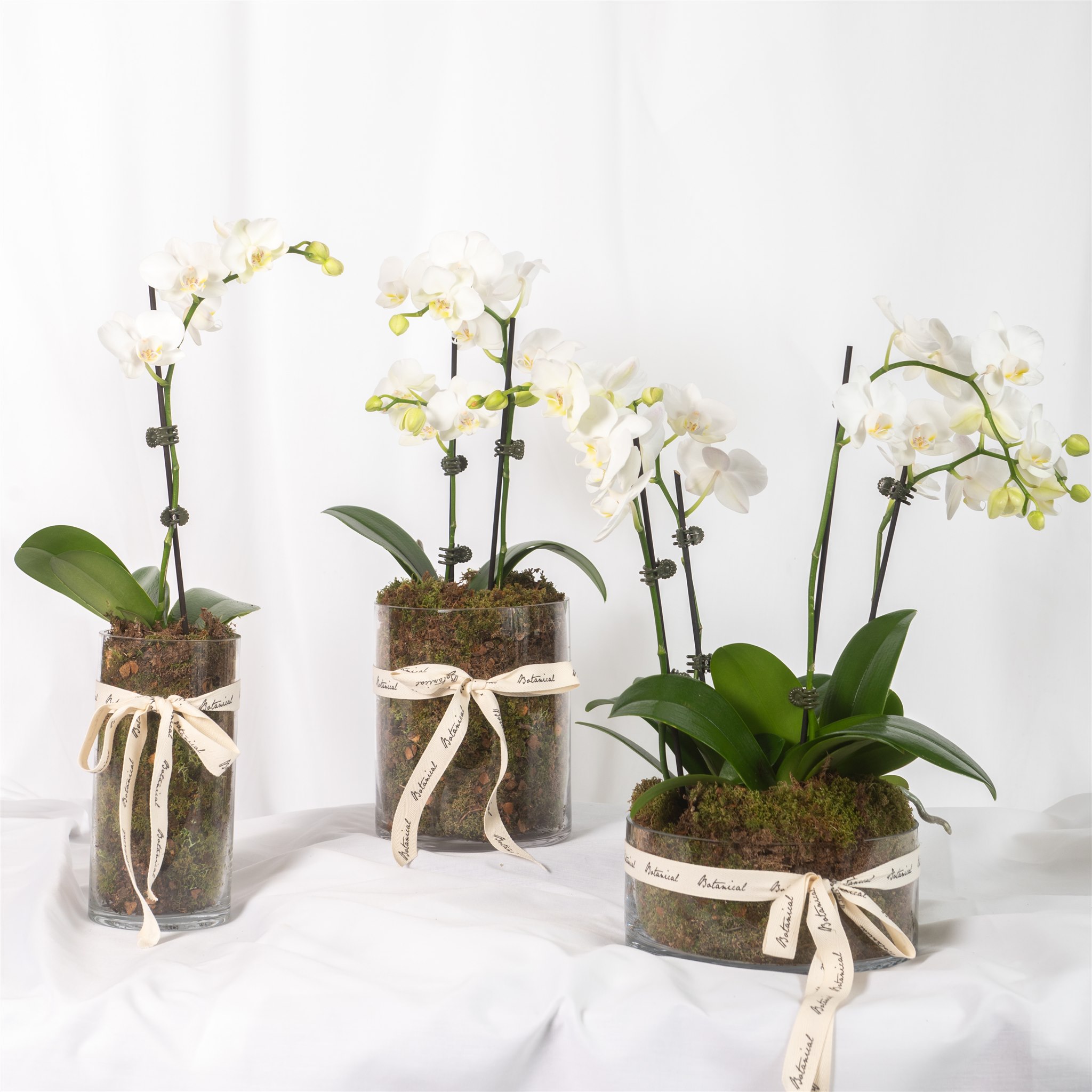 Botanical Kate Sice